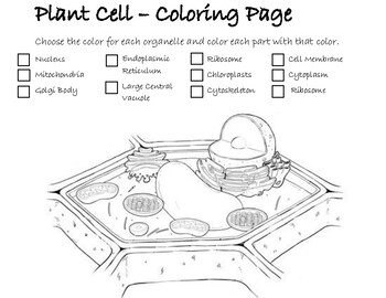 Plant cell