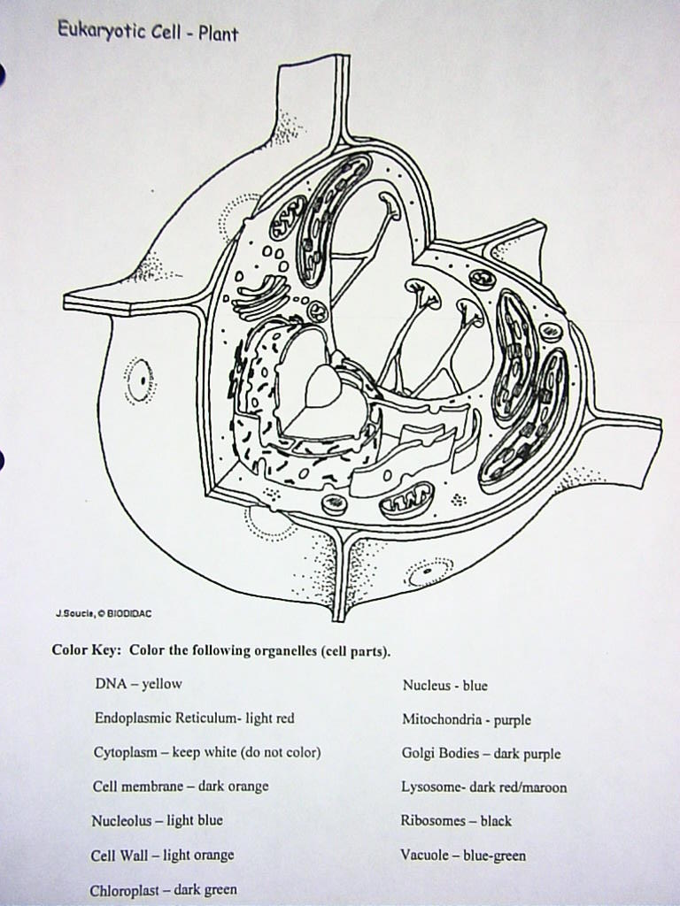 Cell coloring diagrams winnacunnet biology