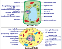 Plant and animal cell worksheets