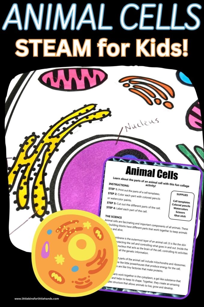 Animal cell coloring sheet