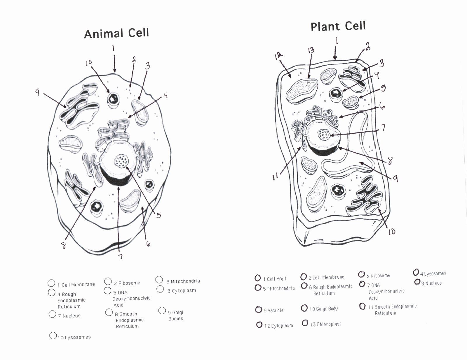 Plant cell coloring page best of parts plants coloring pages free coloring pages animal cells worksheet cells worksheet plant and animal cells