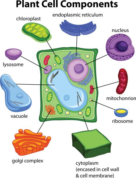 Plant cell diagram stock photos pictures royalty