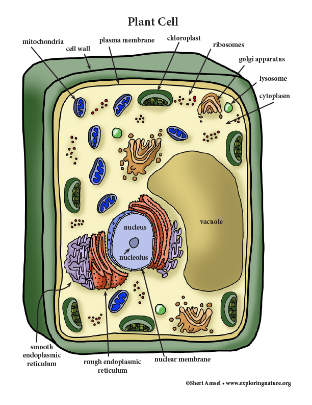 Plant cell