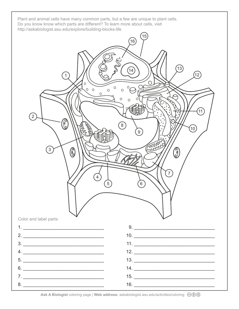 Plant cell diagram diagram