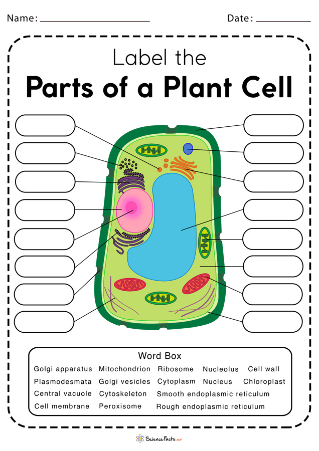 Plant cell worksheets