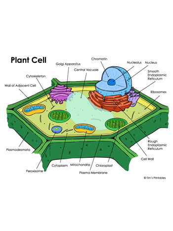 Plant cell diagram packet â tims printables