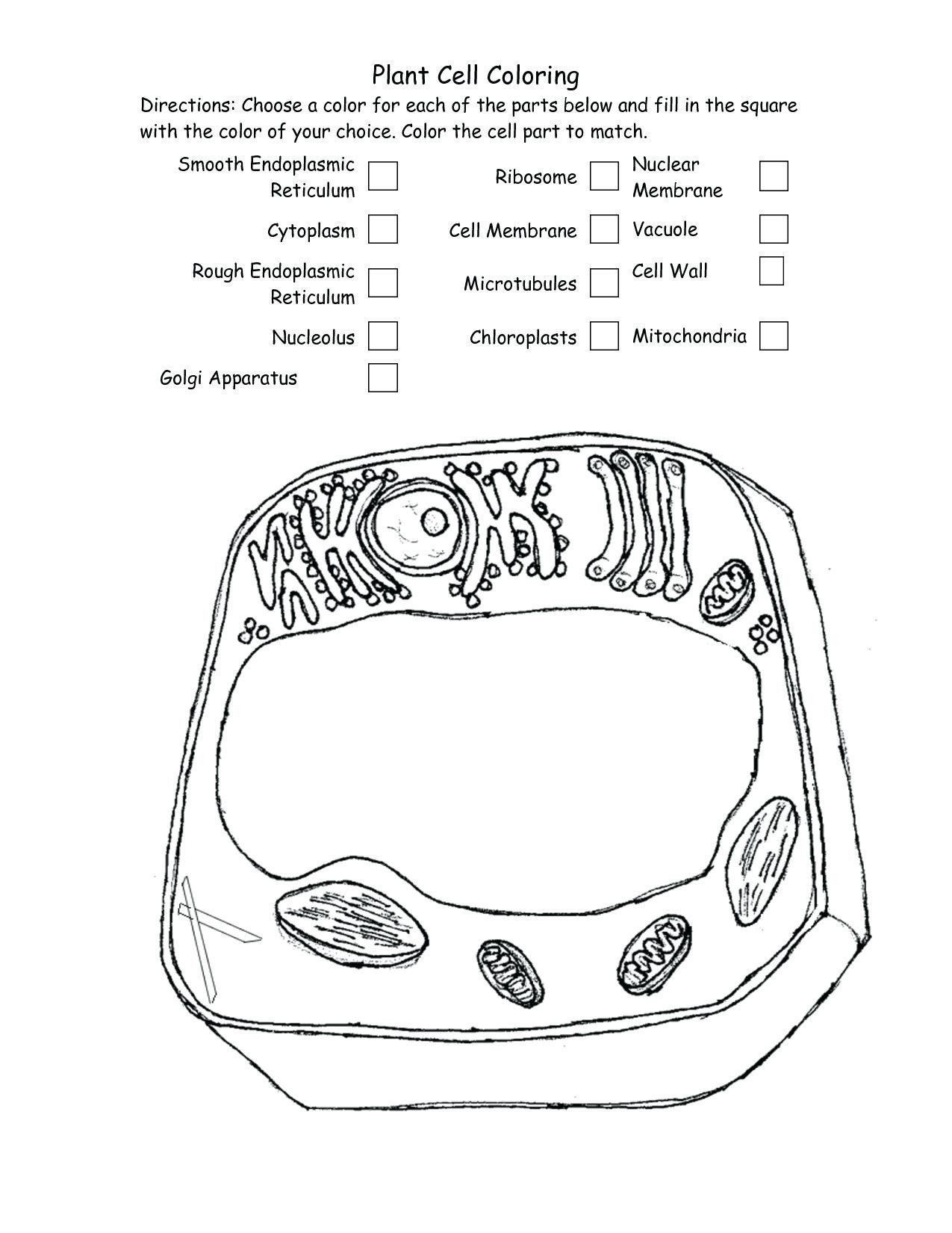 Plant cell coloring worksheet plant cell coloring key inspirational plant diagram coloring cell membrane coloring worksheet plant cells worksheet plant cell