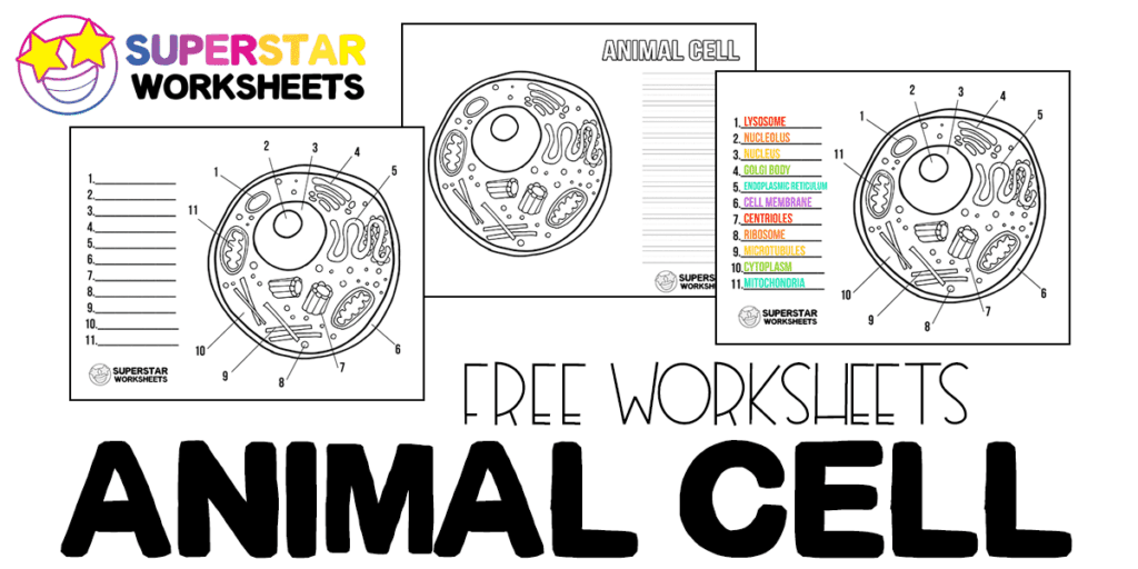 Animal cell worksheet