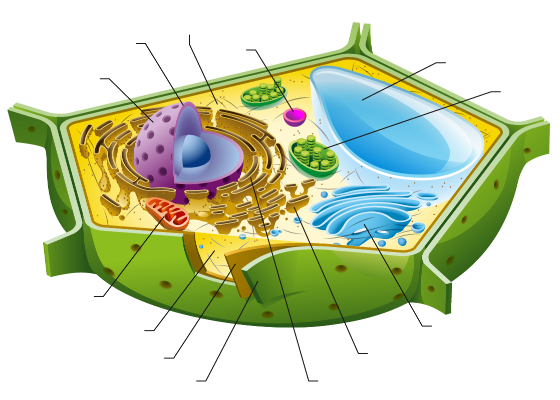 Plant cell structures and functions lets talk science