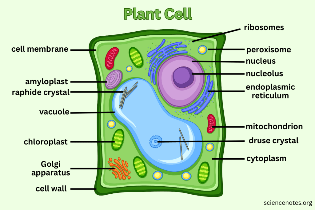 Plant cell