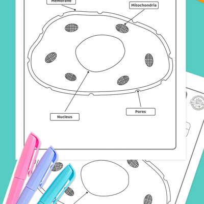 Model of an animal cell coloring pages kids activities blog