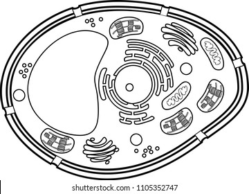 Plant cell images stock photos d objects vectors