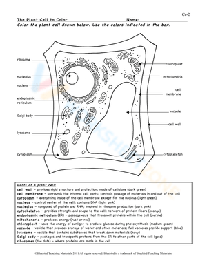 Plant cell worksheet collection for teaching learning