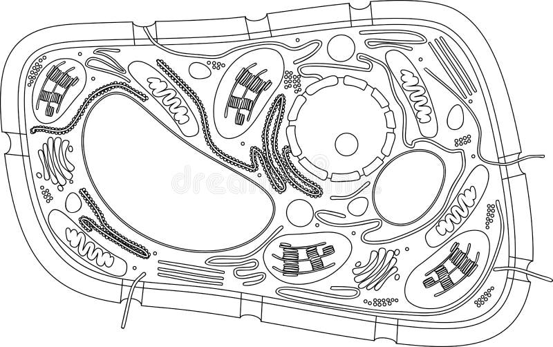 Coloring page plant cell structure stock vector