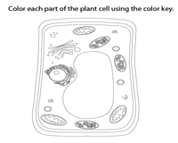 Plant and animal cell worksheets