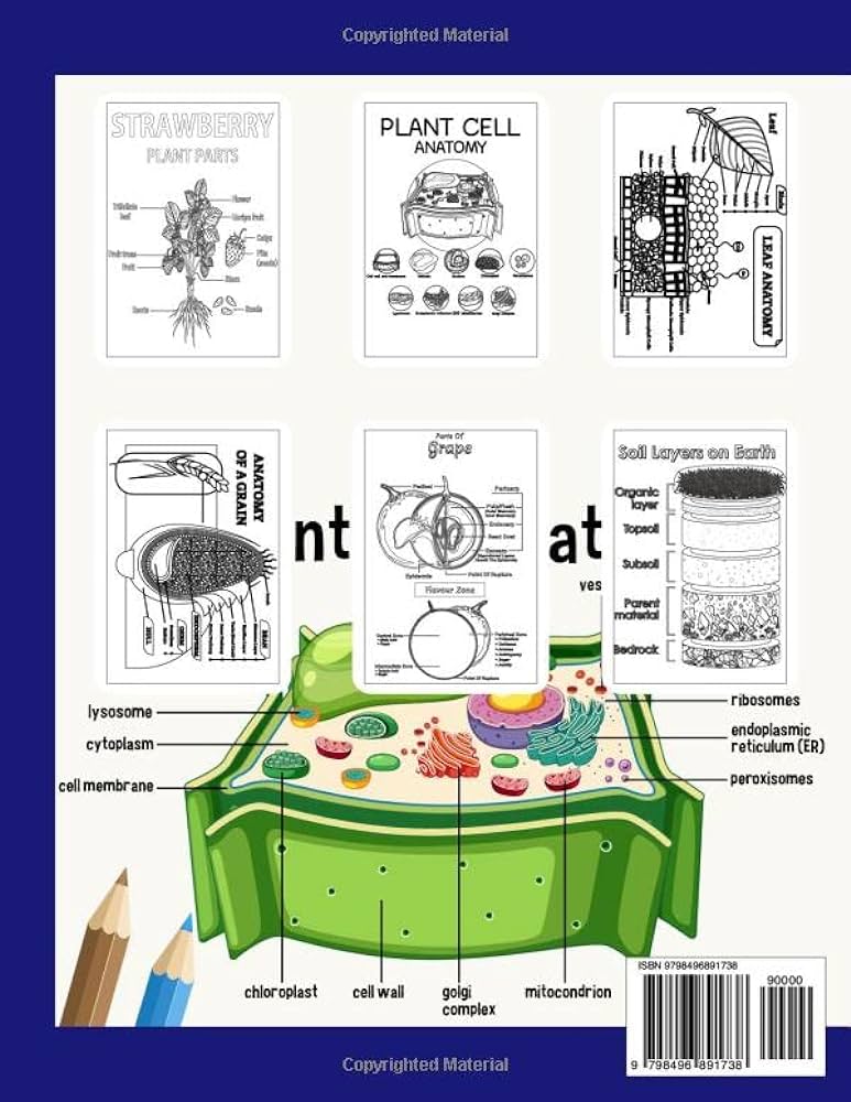 Botany coloring book an botany coloring book plants anatomy flowers leaves trees plant cell and others incredibly detailed self