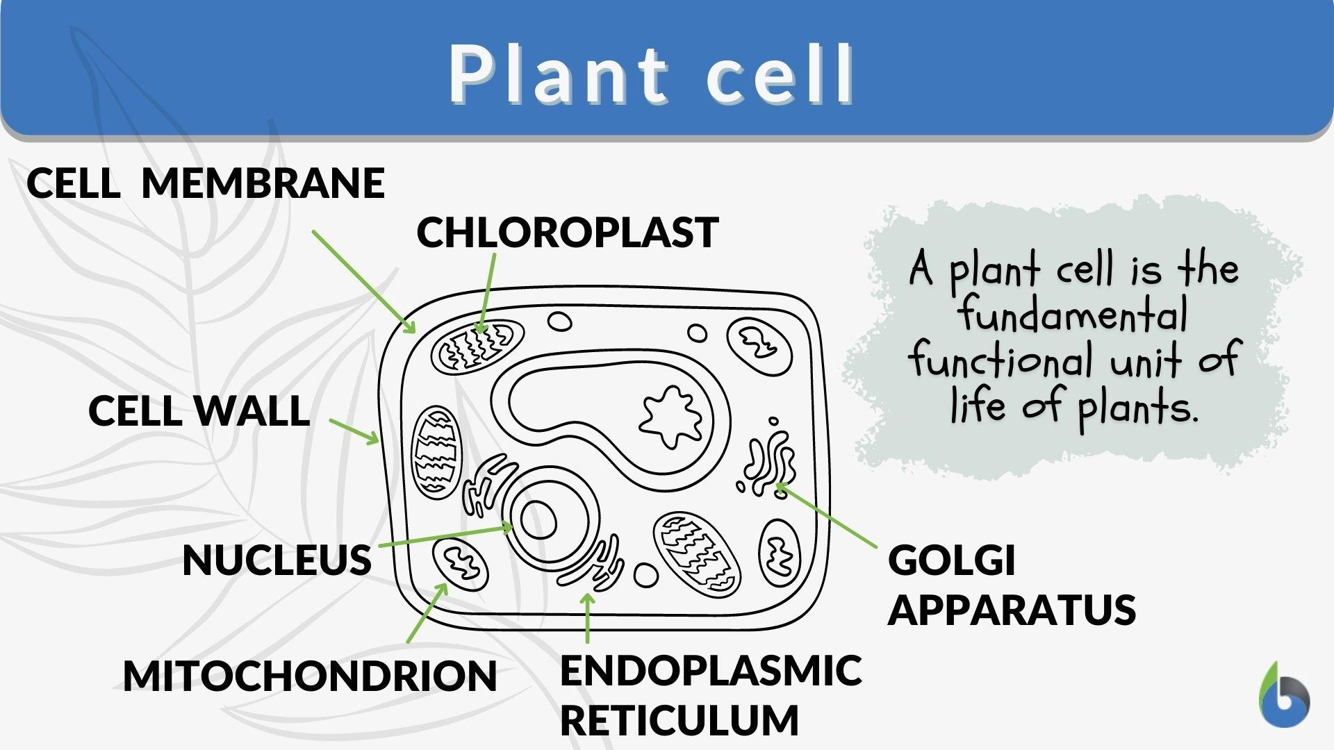 Plant cell