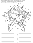 Plant cell ask a biologist