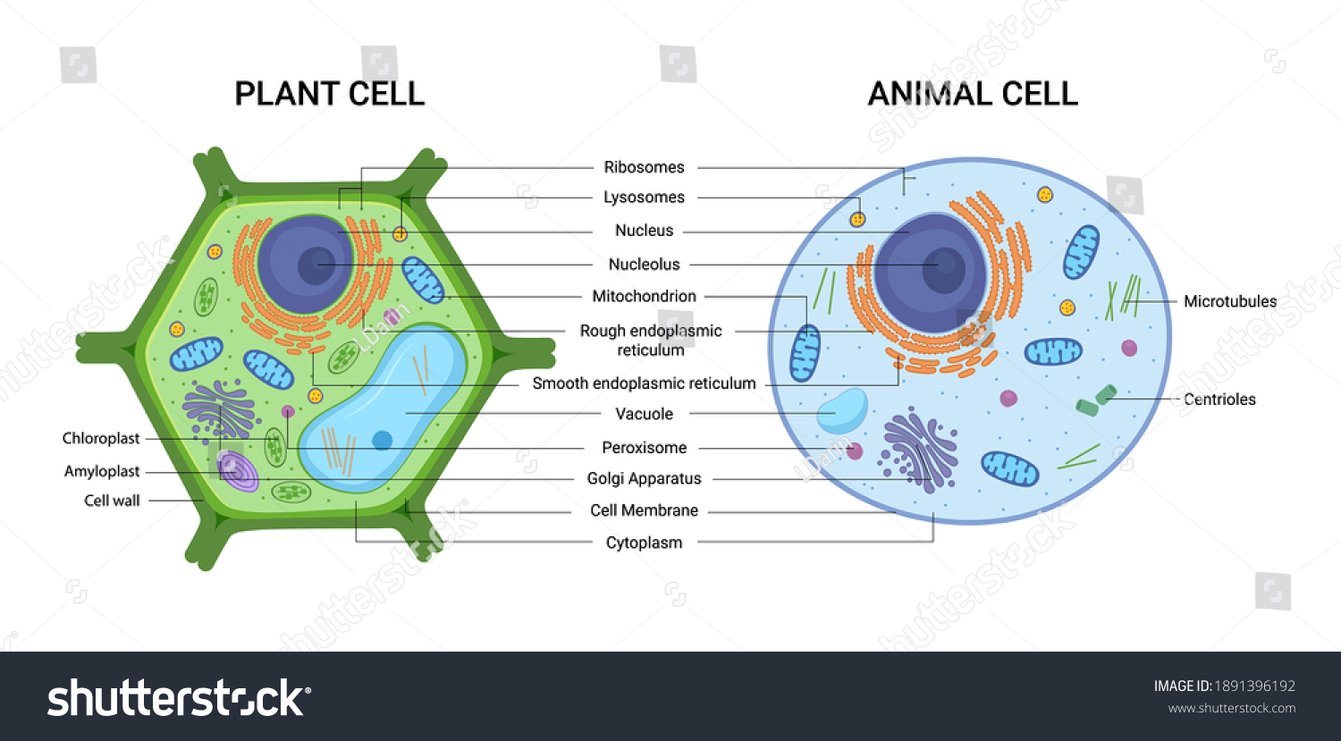 Plant cell images stock photos d objects vectors