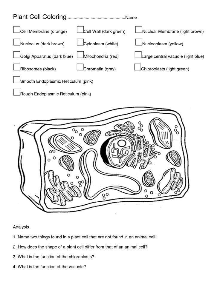 Pictures of plant and animal cells to color â through the thousand photos on the internet concerning pictureâ cells worksheet animal cell plant and animal cells