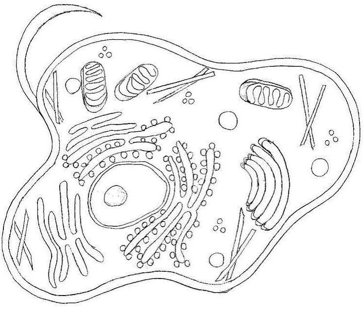 Animal and plant cells sunesis science