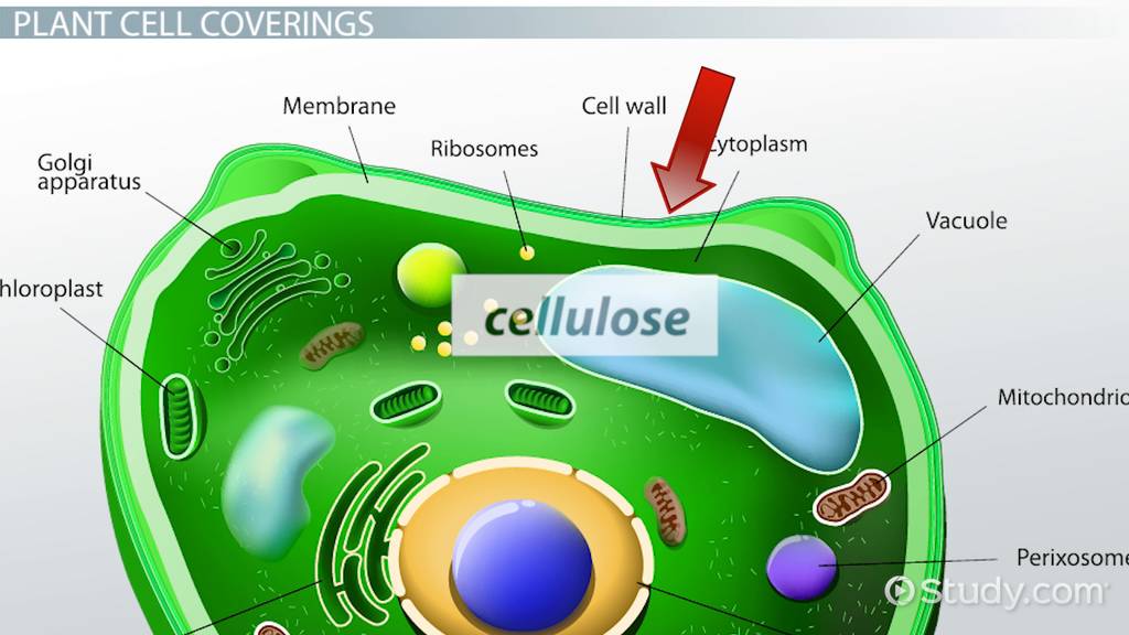 Plant cell parts functions types