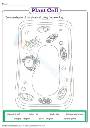 Plant cell worksheet