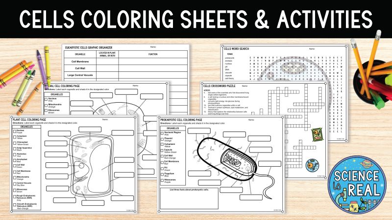 Fun and engaging cell activities your students will love