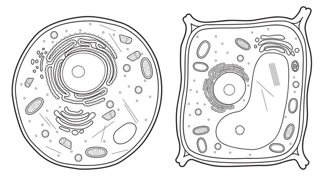 Plant and animal cell images â browse photos vectors and video