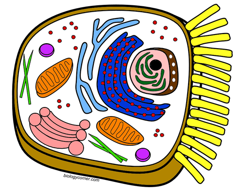 Color the organelles of a typical animal cell