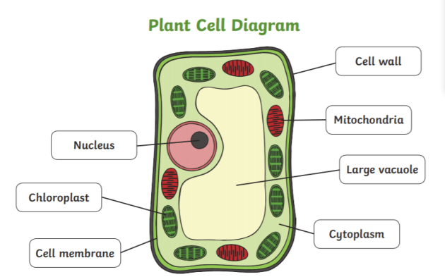 What is a plant cell teaching wiki