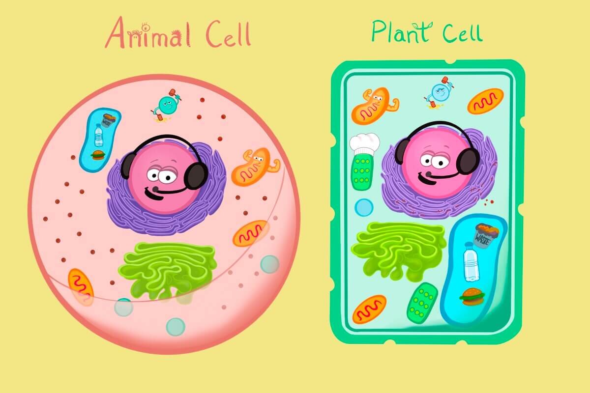 Cells for kids â jolie canoli