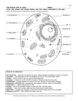 Animal cell color page worksheet and quiz ce