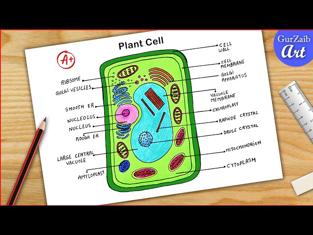 Plant cell diagram drawing cbse easy way labeled science projects