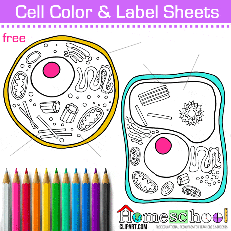 Cell coloring page