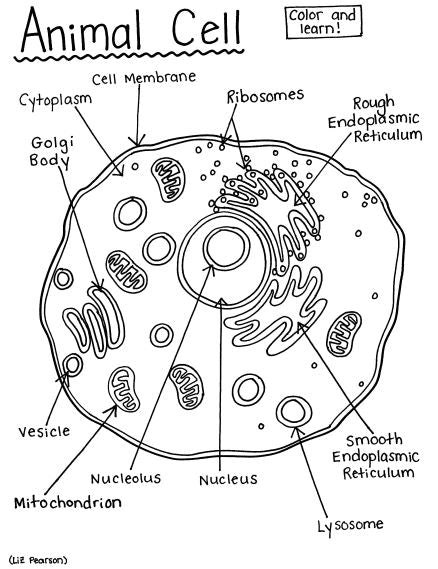 Animal cell