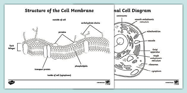 Structure of the cell membrane loring sheet teacher made