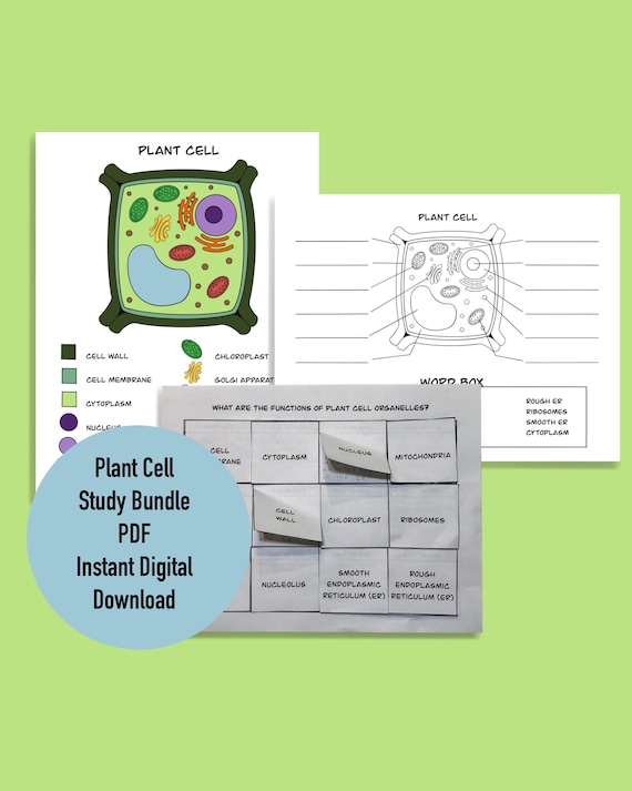 Plant cell study guide coloring page worksheet bundle pdf instant digital download science activity homeschool educational printable