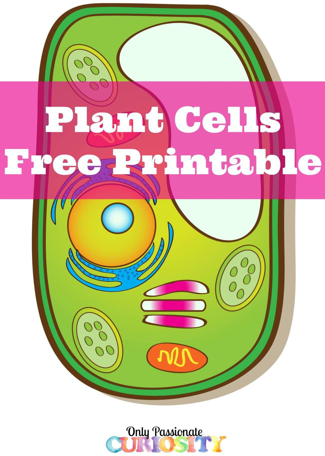 Learning about plant cells free printable