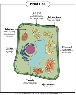 Animal and plant cell worksheets