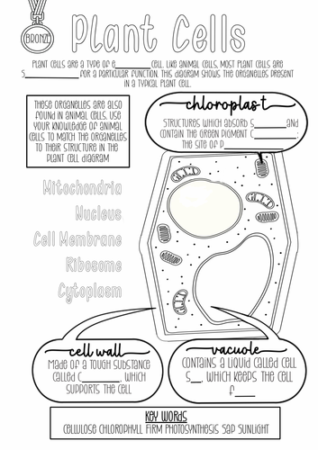 Animal and plant cell differentiated worksheets teaching resources