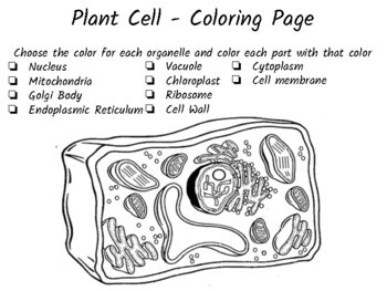 Plant cell coloring page by christa graham tpt