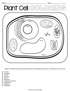 Plant cell coloring page worksheet activity with differentiation