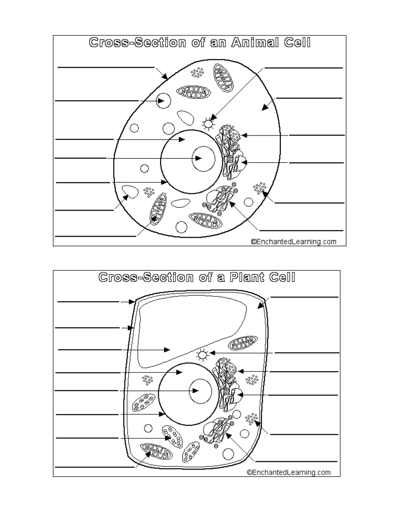 Gambar get free animal vs plant cell coloring pages easy plant and â