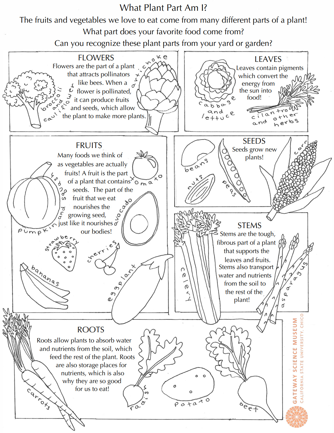 Coloring pages â gateway science museum â chico state