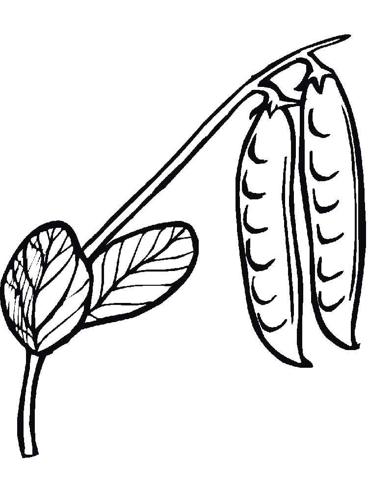 Coloring pages green pea plant coloring pages