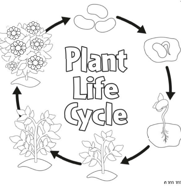 Life cycle of a plant diagram