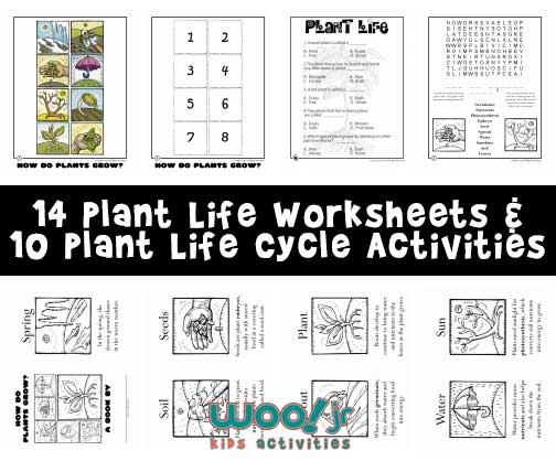 How do plants grow plant life worksheets for kids