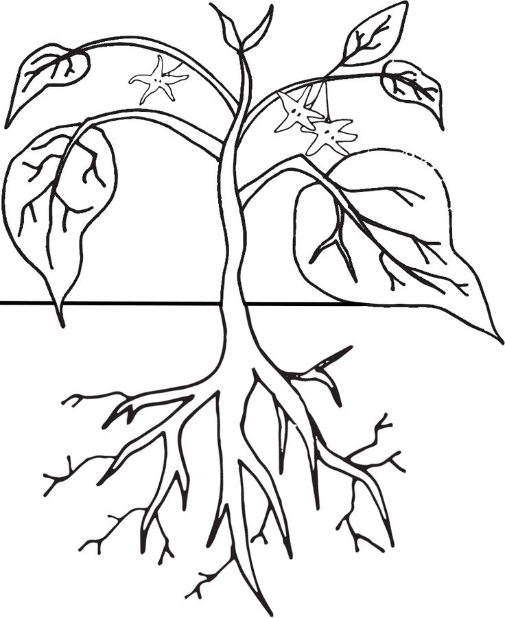 Plant life cycle coloring plant life cycle life cycles coloring pages