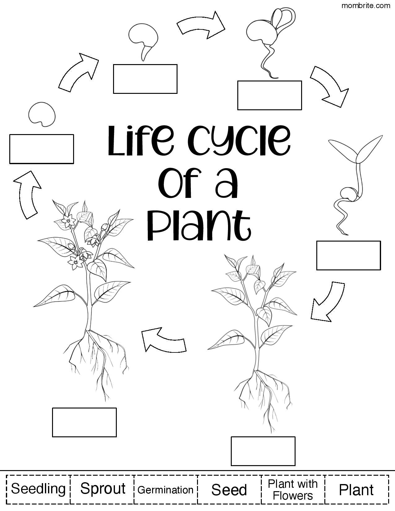 Plant life cycle for kids free worksheets